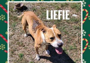Meet Liefie: A Survivor with So Much Love to Give