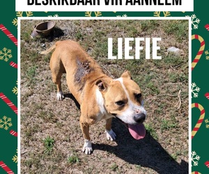 Meet Liefie: A Survivor with So Much Love to Give