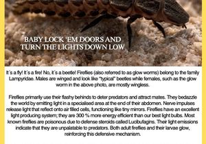 Under the Microscope: Fireflies and Their Flashy Tricks