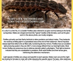 Under the Microscope: Fireflies and Their Flashy Tricks