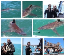 Daily Blog: 09 December 2024 | Shark Cage Diving in South Africa