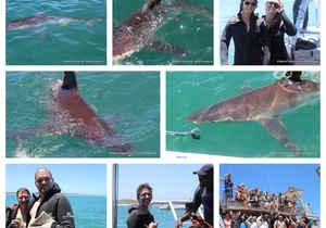 Daily Blog: 09 December 2024 | Shark Cage Diving in South Africa
