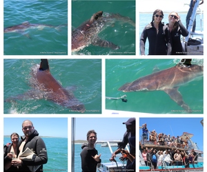 Daily Blog: 09 December 2024 | Shark Cage Diving in South Africa