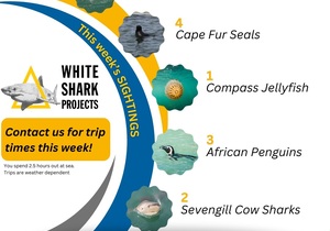 This Week's Marine Encounters