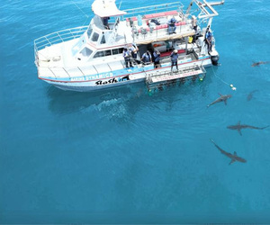 Quarterly Newsletter: Season's Greetings!