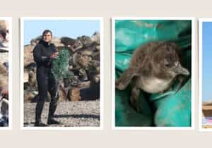 Rabies Alert: Keep Dogs Leashed on Overstrand Beaches