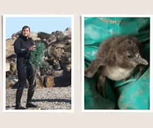 Rabies Alert: Keep Dogs Leashed on Overstrand Beaches