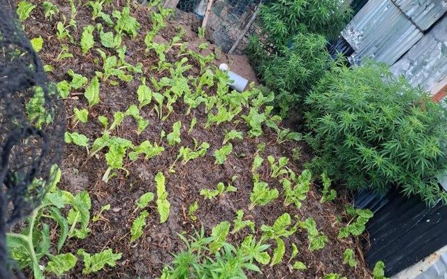 TuinkompetisieDienAsVoorbeeld7_1734505412