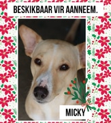 Adopt Micky