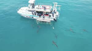 Experience the Thrill of Shark Cage Diving with Marine Dynamics!