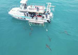 Experience the Thrill of Shark Cage Diving with Marine Dynamics!