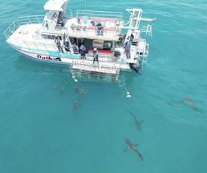 Experience the Thrill of Shark Cage Diving with Marine Dynamics!