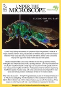 Under the Microscope: Meet the Cuckoo Wasp!