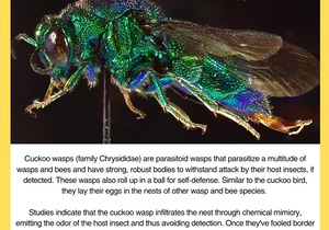 Under the Microscope: Meet the Cuckoo Wasp!
