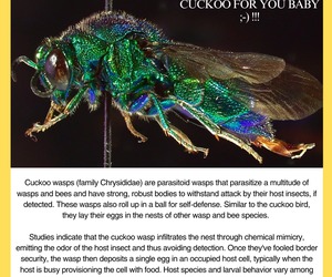 Under the Microscope: Meet the Cuckoo Wasp!