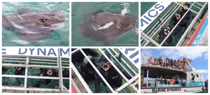 Daily Blog: 23 December 2024 | Shark Cage Diving in South Africa