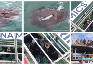 Daily Blog: 23 December 2024 | Shark Cage Diving in South Africa