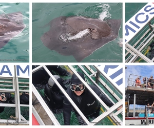 Daily Blog: 23 December 2024 | Shark Cage Diving in South Africa