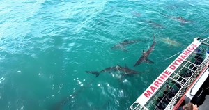Win a Shark Cage Diving Experience with Marine Dynamics!