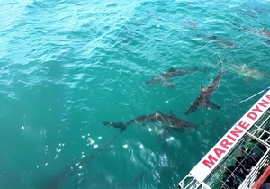 Win a Shark Cage Diving Experience with Marine Dynamics!