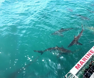 Win a Shark Cage Diving Experience with Marine Dynamics!