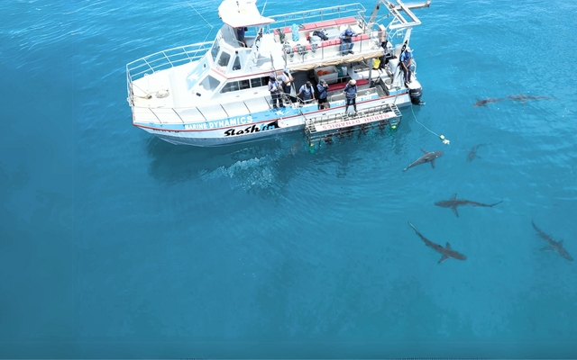 web_marine_dynamics_gallery_sharks_bronze_whaler_sharks_1735285139