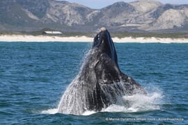 Celebrating the Ocean's Timeless Beauty: A Reflection on 2024!