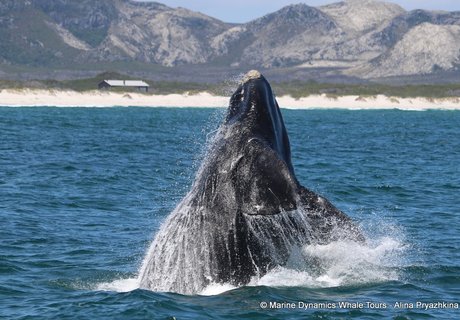 Celebrating the Ocean's Timeless Beauty: A Reflection on 2024!