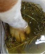 Rosemary Paw Soak: Natural Relief for Your Dog's Injuries