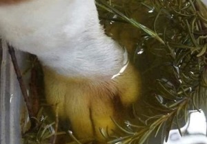 Rosemary Paw Soak: Natural Relief for Your Dog's Injuries