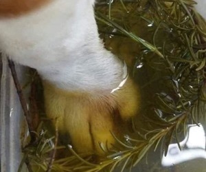 Rosemary Paw Soak: Natural Relief for Your Dog's Injuries