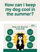 Keep Your Dog Cool and Comfortable This Summer!