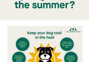 Keep Your Dog Cool and Comfortable This Summer!