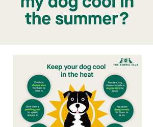 Keep Your Dog Cool and Comfortable This Summer!