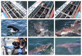 Daily Blog: 30 December 2024 | Shark Cage Diving in South Africa