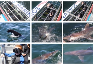 Daily Blog: 30 December 2024 | Shark Cage Diving in South Africa