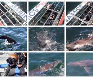 Daily Blog: 30 December 2024 | Shark Cage Diving in South Africa