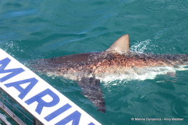 Shark Cage Diving 2025: Epic First Trip and Special Offer