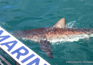 Shark Cage Diving 2025: Epic First Trip and Special Offer