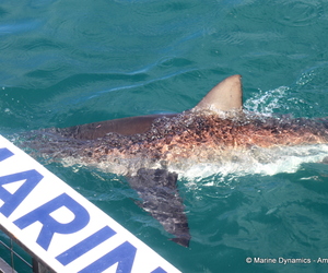 Shark Cage Diving 2025: Epic First Trip and Special Offer