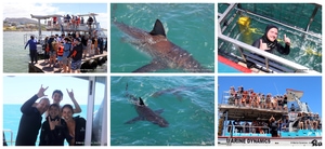 Daily Blog: 06 January 2025 | Shark Cage Diving in South Africa