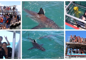 Daily Blog: 06 January 2025 | Shark Cage Diving in South Africa