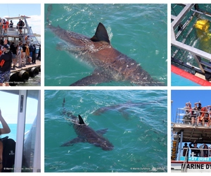 Daily Blog: 06 January 2025 | Shark Cage Diving in South Africa