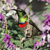 Double Collared Sunbird by Karen Larsen