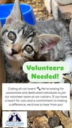 Volunteer at Stanford Cattery