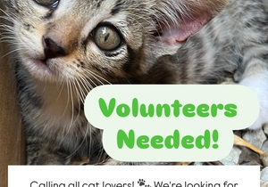 Volunteer at Stanford Cattery