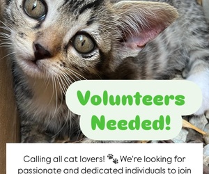 Volunteer at Stanford Cattery