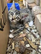 11 February 2025: Cattery Open Day