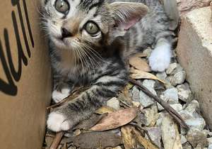 11 February 2025: Cattery Open Day