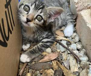 11 February 2025: Cattery Open Day